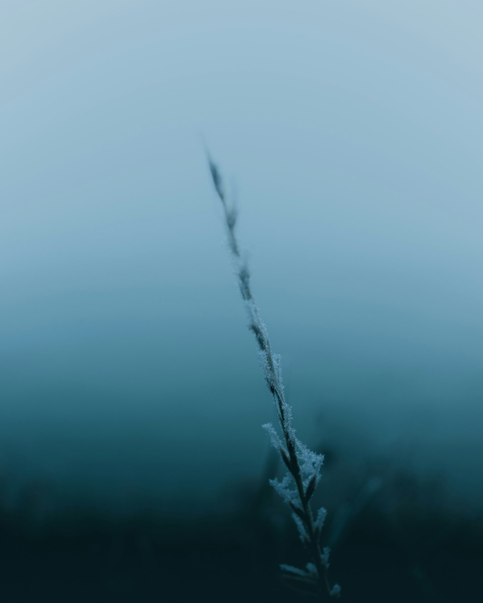 Delicate frost-covered grass stem fading into a deep blue background